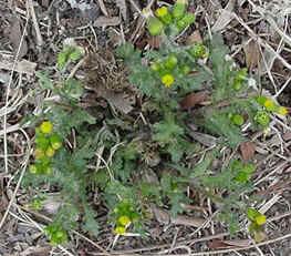 Weed of the Week By: Chuck Schuster Common Groundsel, Senecio vulgaris L. The weed of the week for this week in May is common groundsel, Senecio vulgaris L.