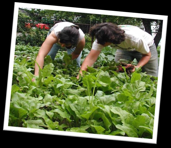 Farmer Training Market Gardener Training Program 12 week class for individuals
