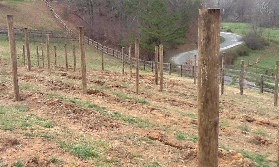 Phase 2: Spring 2017 Winter 2017 Areas of Focus: Placement of posts and lines for vineyard / trellised plants.