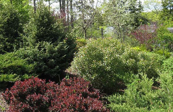 Phase 3: Spring 2018 Winter 2018 Areas of Focus: Install remaining shrubs and understory plants. Continue from furthest to nearest access points.