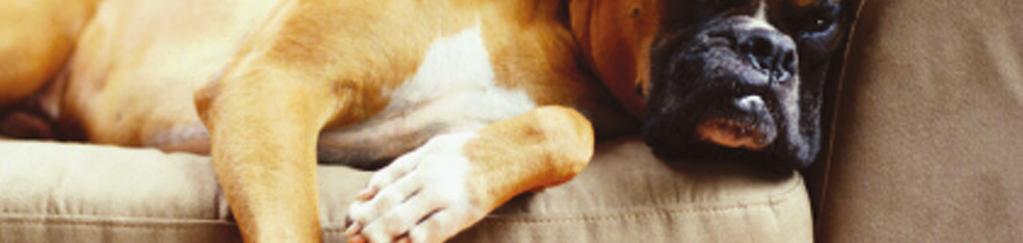 Pet Stain & Odor REMOVER REMOVES TOUGH ORGANIC STAINS Safe and effective against pet-related stains and odors!