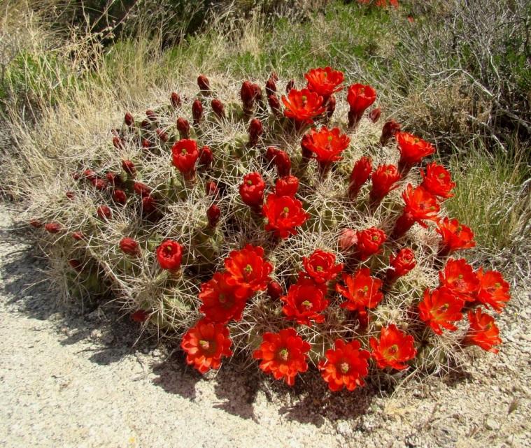 Cactus of the Month - Echinocereus By: Tom Glavich Echinocereus is one of the earliest recognized genera of Cacti; first described in 1848 by George Engelmann from a plant collected in 1846 in what