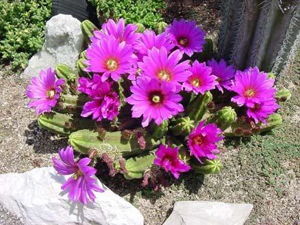 The type species (the first one found, and after which the genus is named) is Echinocereus viridiflorus, a widespread species with a distribution that ranges from Southern Wyoming, South Dakota, and