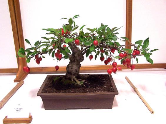 A selection of bonsai artists of international renown have been chosen to present workshops, demos and critiques as we host the last annual PNBCA convention - henceforth our conventions will be held