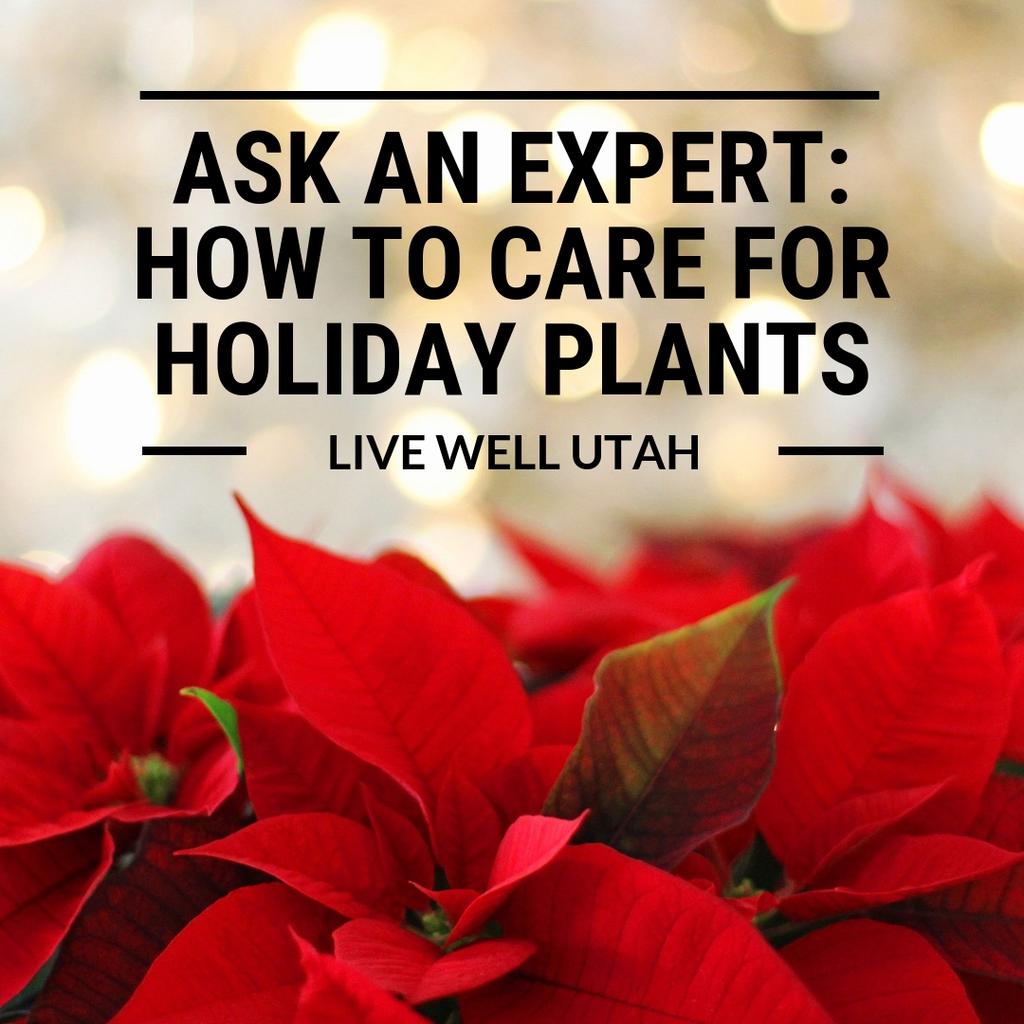 Ask an Expert // How to Care for Holiday Plants Gardening experts Sheriden Hansen and Michael Caron