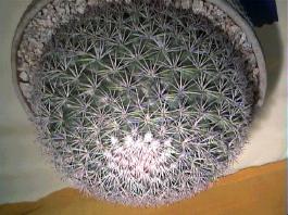 San Gabriel Valley Cactus and Succulent Society Cactus of the Month February 2004 - Single Headed Mammillaria Mammillaria is one of the larger genera in the Cactus family, and one of the most