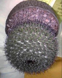 This month, the plant of the month is Single Headed Mammillaria, regardless of size. the spines or the appearance of ants means that mealy bugs are sucking the sap and life of the plant.