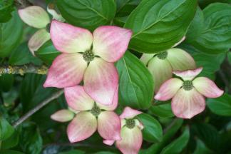 With so many choices available. It s best to visit the nursery and choose your dogwood from the wide selection available. The following are available at the nursery.