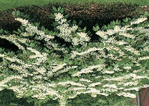 Cornus alternifolia Argentea has a distinctive branching pattern, white flowers in late spring, and bluish-black berries.