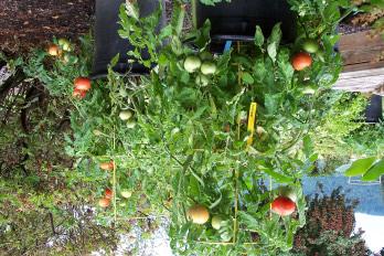 Tomatoes, Peppers, Eggplants and Herbs It s time to get your garden ready. If you have a small yard or yechy soil, consider planting your veggies and small fruits in containers or raised beds.