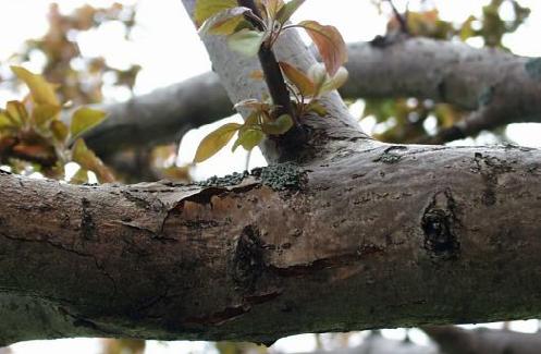 Pruning also causes wounds, and pruning tools can carry the bacteria from one cut to the next.