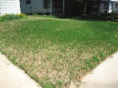 Landscape Maintenance Overview Turf maintenance refers to the many practices that maintain healthy and attractive lawns.
