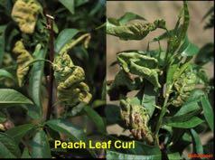 Peach leaf curl
