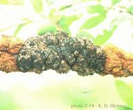 Plum diseases: Black knot Fungus Rainfall Grows in spring and fall Control Remove wild hosts Prune out Cultivar susceptibility VR = very resistant. No control needed.