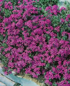 74 Phlox subulata Crimson Beauty Popular garden plant forming a mat