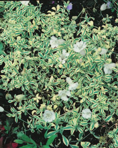 107 Silene uniflora Druett s Variegated Forms a loose mound of gray-green