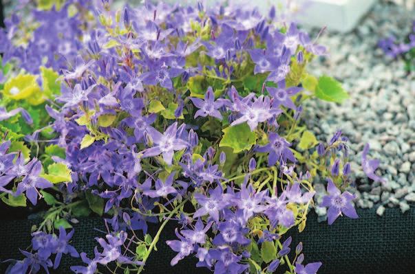 10 Campanula Dickson s Gold Bellflowers are neat, mounded plants. They remain compact for years.