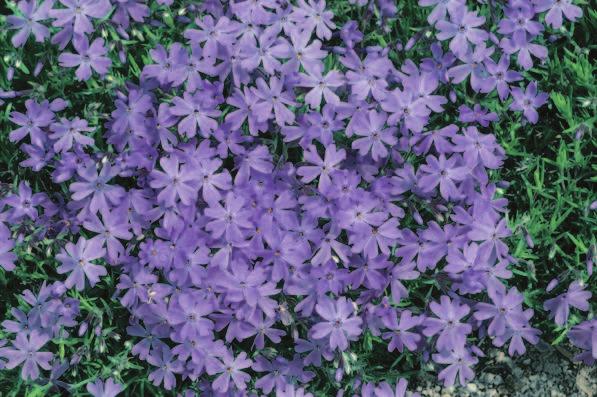 188 Phlox subulata Emerald Blue Popular garden plant forming a mat of