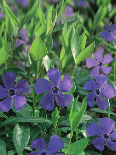 200 Vinca minor An excellent ground cover forming mats of solid dark green,