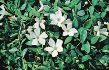 201 Vinca minor Alba An excellent ground cover forming mats of solid dark