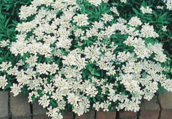 48 Iberis sempervirens Purity Forms a low mound of dark, evergreen