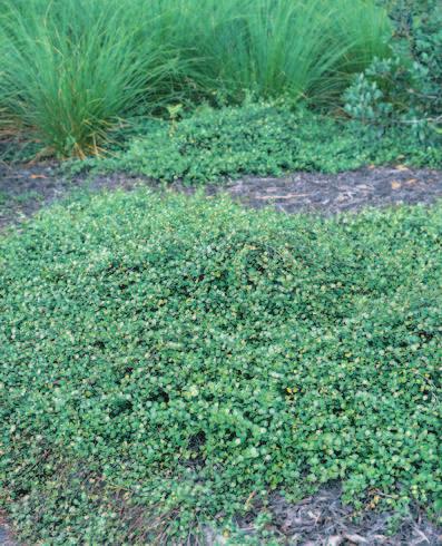 64 Muehlenbeckia complexa Dense, evergreen ground cover with