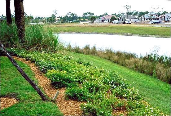 Florida-Friendly Landscaping Principles #9: Protect the Waterfront Maintenance-free zone