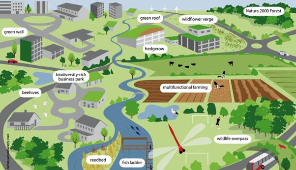 BIODIVERSITY STRATEGY GREEN INFRASTRUCTURE STRATEGY Ecological continuity Protection of Ecosystems and Biodiversity