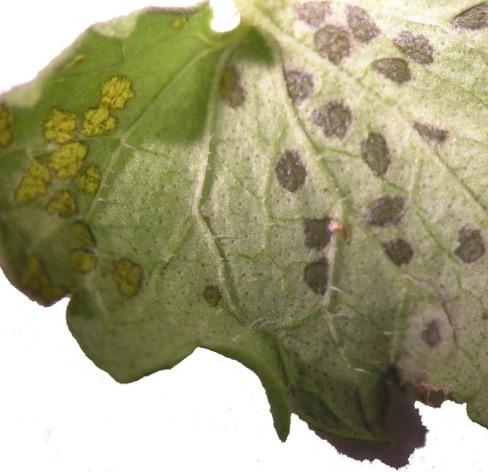 Additional Information on Volutella Blight Homeowner s Guide to Fungicides (PPFS-GEN-07) Landscape Sanitation (PPFS-GEN-04) Woody Plant Disease Management Guide for Nurseries and Landscapes (ID-88)