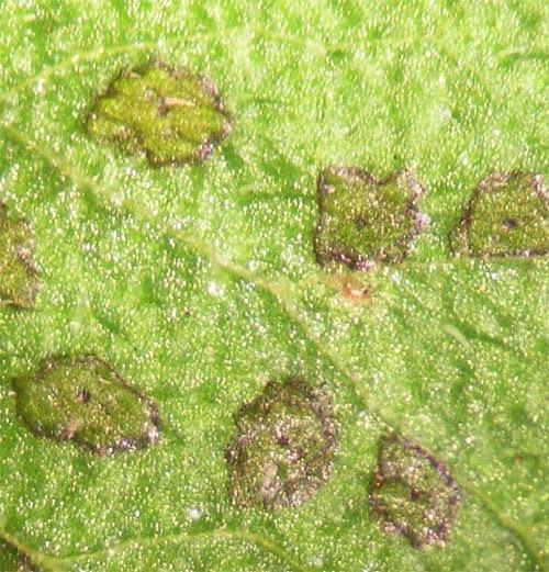 Figure 5. New (light green) and older (dark) feeding spots caused by the fourlined plant bug (Photo: Lee Townsend, UK) Insect Development Fourlined plant bugs pass winter as eggs in host plant tissue.