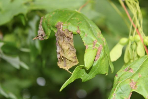 Anthracnose Diseases on Shade Trees BY NICOLE WARD GAUTHIER, EXTENSION PLANT PATHOLOGIST AND KIM LEONBERGER, EXTENSION ASSOCIATE This spring has been cool and wet, leading to slow emergence of leaves