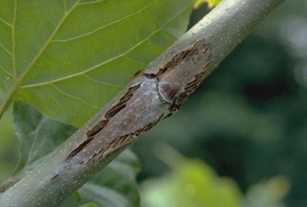Figure 9: The fungal pathogens that cause anthracnose may also infect twigs and branches. Resulting cankers girdle affected branches.