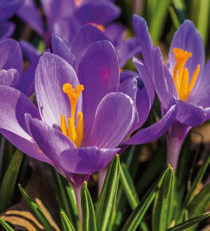 000666 HUMASAFFRON 1% solution Treatment of bulbs before planting by soaking in working solution 1 L/ha Treatment in phase of 3-5 leaves emergence 1 L/ha Treatment after blossoming meso- and