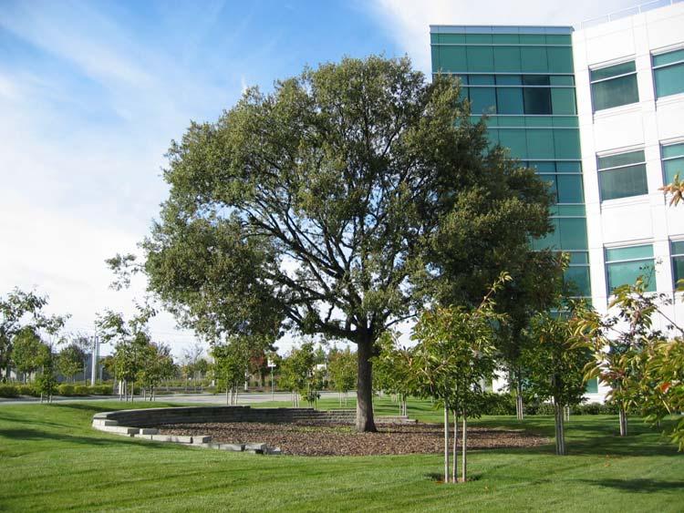 Juniper Networks CO-8 (cont.) An existing oak tree was preserved in the development of this project. Lessons Learned: During storms, ponding does occur in parking lots.
