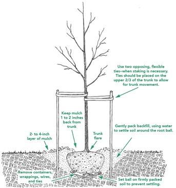 NEW TREE PLANTING The ideal time to plant trees and shrubs is during the dormant season, in the fall after leaf drop or early spring before budbreak.