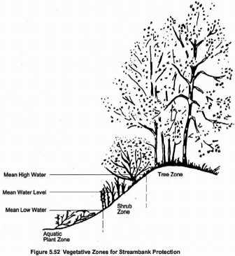 Streambank Protection Some grasses can be planted in the shrub zone if velocities are not too high and