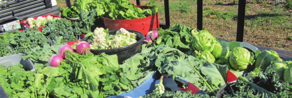 The farm covers 15 acres now, producing many types of greens, peppers, cruciferous vegetables, squash, and more.