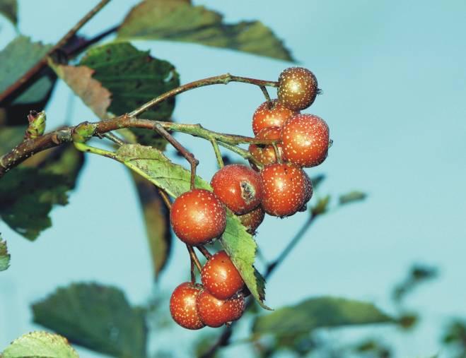 Growing along woodland and cliff edges and in hedges, it's an attractive species with silvery leaves, sprays of white flowers and large edible ochre berries.