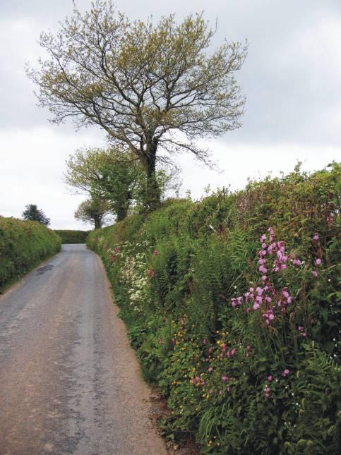 Bank sides, ditches and field margins During the spring months the most attractive part of a hedge is often the sides of its banks, adorned by the red, white and blue of campion, stitchwort and