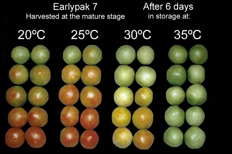 High temperature effects on tomatoes week tomato storage C C C C Photo