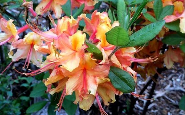 brighten a dark spot, loves acid soil Azalea, native, Rhododendron x Tallulah Sunrise Deciduous Height: up to 10 feet, flowering shrub Plant in partial shade in moist, well-drained acid soil Blooms