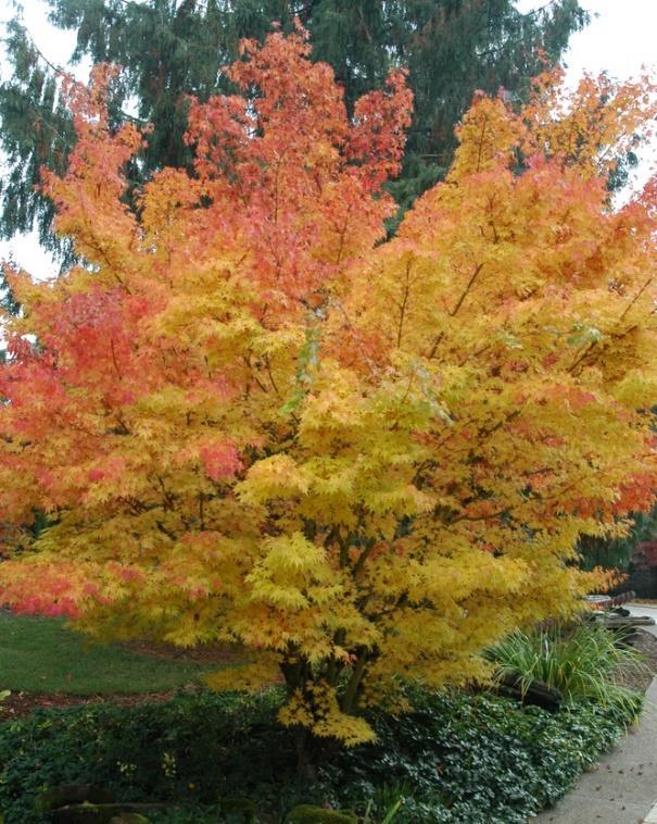 11 NEW THIS YEAR Purchase chances to receive a beautiful and unusual 5-foot tall dwarf Japanese Maple Acer palmatum Bihou in its fall color Dwarf Japanese Maple,