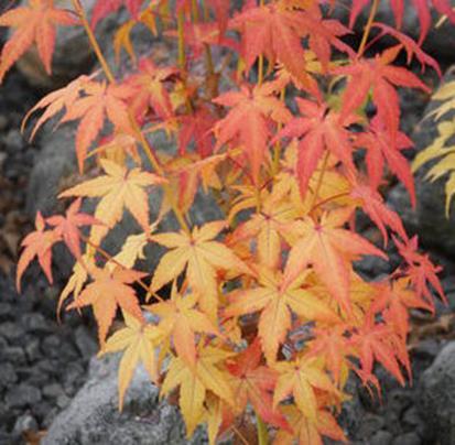 This charming Japanese Maple features chartreuse green leaves in spring which deepen throughout summer and glow against its golden yellow summer bark.
