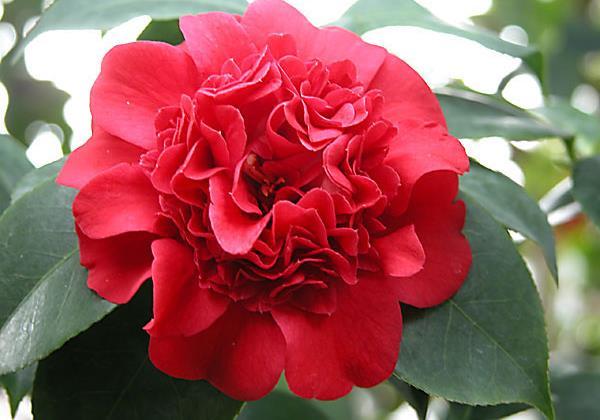 2 Camellia, spring Camellia japonica Professor Sargent Early spring blooming Height: 8-10 feet tall, 6-8 feet wide evergreen shrub Plant in part sun to part shade in acid soil (morning sun is