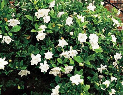 tall, 5-6 feet wide evergreen shrub Plant in full to part sun in well-drained soil Blooms in spring through summer Color: creamy 2-3 inch fragrant white blooms over shiny dark green foliage Most