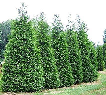 sun to part afternoon shade Color: lacy dark green foliage Great tree for privacy screen or wind barrier, plant at least 6 feet apart. Foliage does not yellow in winter.