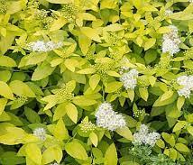 late spring Color: Huge 8 inch balls of flower clusters start out bright green and turn pure white Also tolerates heat and humidity An old fashioned favorite Butterfly magnet Moderately
