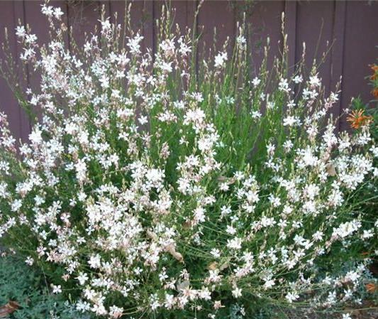 4 PERENNIALS Bee Blossoms, Gaura lindeheimeri So White Height: 1-1/2 feet tall and wide perennial Plant in full sun in well-drained soil Blooms all spring through summer Color: pure