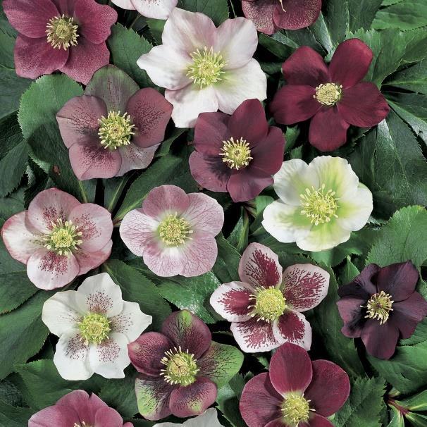 5 Lenten Rose, Helleborus orientalis Royal Heritage Phlox, dwarf Phlox paniculata Maiden America Height: 18 inches tall, 2 feet wide evergreen perennial Plant in part shade to full shade Blooms