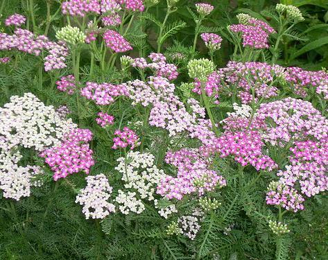 Cut down by half in August for a fall rebloom Great as cut flowers and naturalizing in the border Thrives in heat and humidity, do not overwater Attracts butterflies and pollinators, drought
